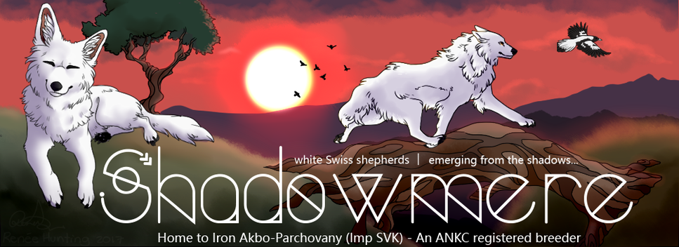 Shadowmere White Swiss Shepherds